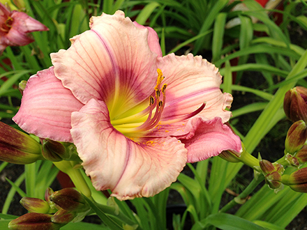 Stephanie Returns Daylily