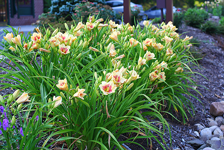 When My Sweet Heart Returns Appster Daylily