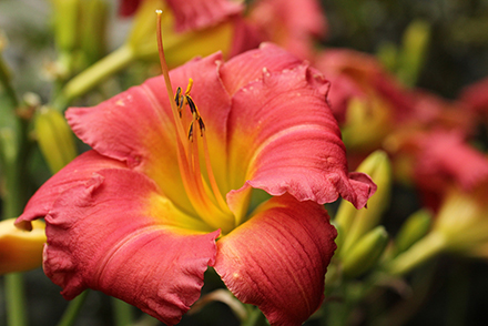 Jersey Earlybird Cardinal Daylily