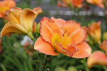 Earlybird Oriole Daylily