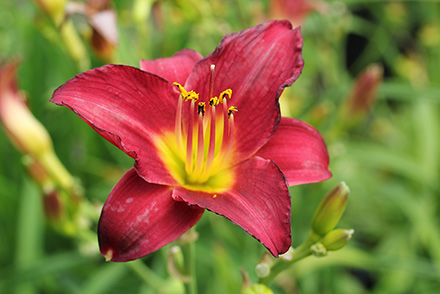 Pardon Me Daylily