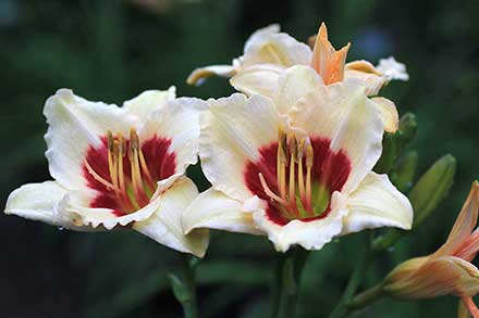 Daylily Siloam Shocker