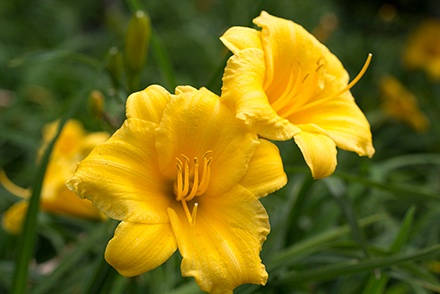 Stella D' Oro Daylily