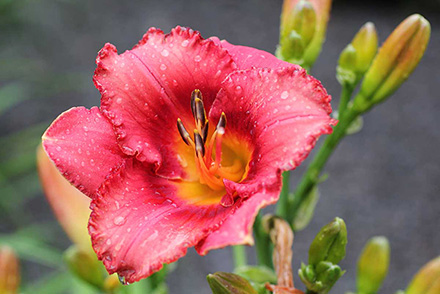 Trophytaker Daylily Bridgeton Inspiration