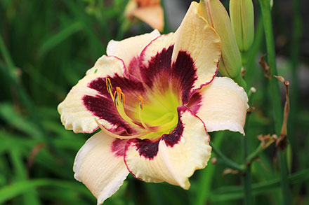 Bridgeton Invention Daylily