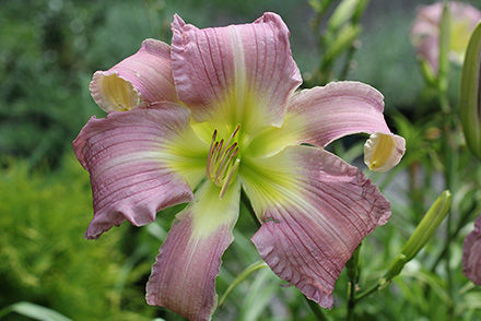 Trophytaker Daylily Carmen Renee