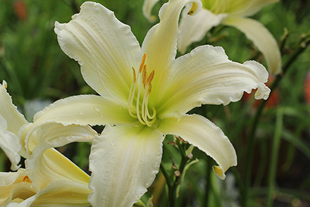 Trophytaker Daylily Heavenly Angel Ice