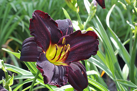 Jungle Beauty Daylily