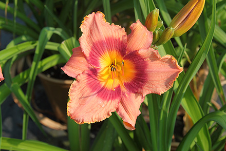 Miss Rachel Daylily