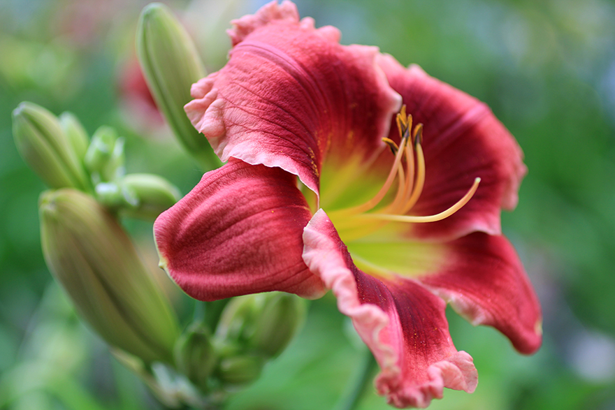 Trophytaker Daylily P.S. I Love You