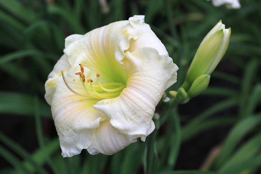 Trophytaker Daylily Porcelain Ruffles