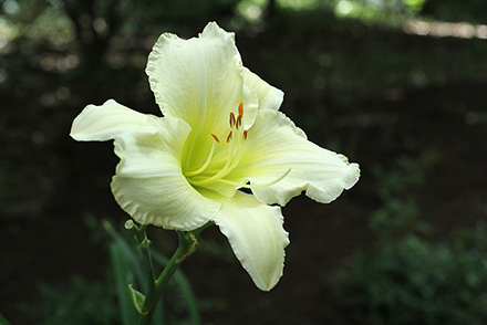 Trophytaker Daylily Royal Frosting