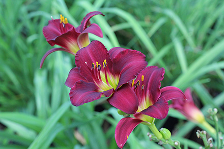 Royal Occasion Daylily