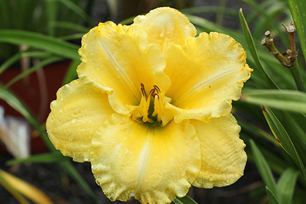 Trophytaker Daylily Siloam Amazing Grace