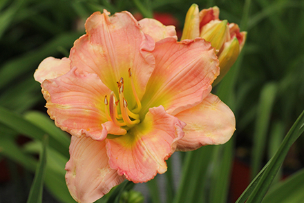 Trophytaker Daylily Siloam Double Classic