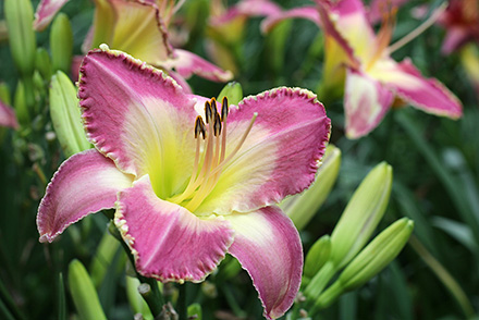 Spiritual Corridor Daylily