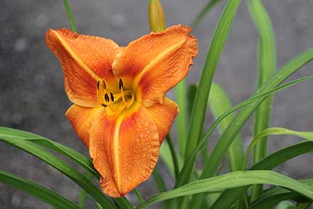 Daylily Tuscawilla Tigress