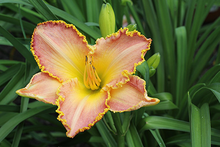 Trophytaker Daylily Winner's Portrait