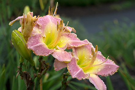 Trophytaker Daylily Woodside Romance