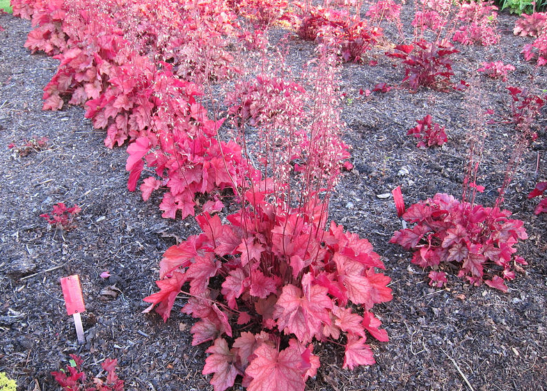 Heuchera Carnival Watermelon