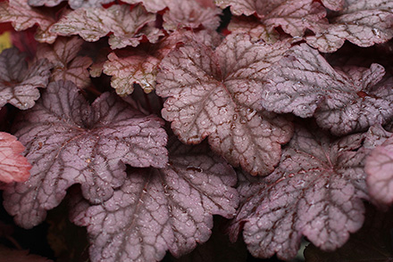 Berry Smoothie Coral Bells