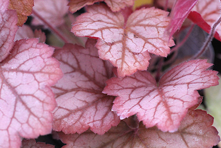 Georgia Peach Coral Bells