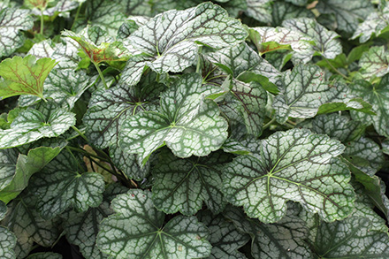 Heuchera Green Spice