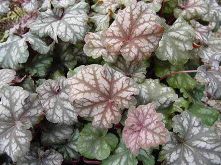 Heuchera Mars