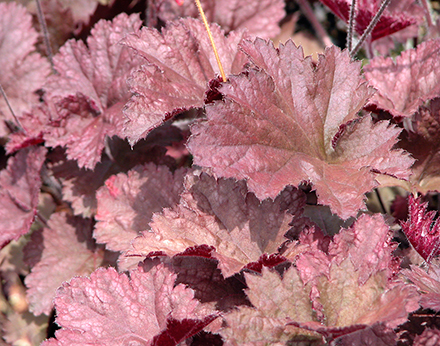 Royal Velvet Heuchera