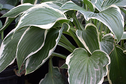 Hosta Francee