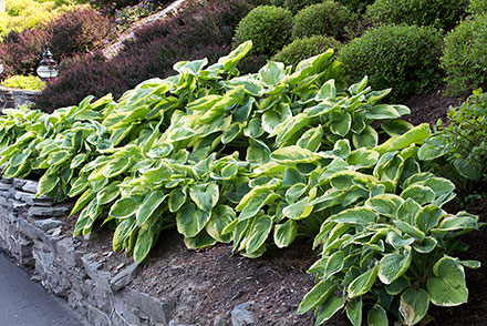 Hosta Frances Williams