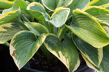 Francis Williams Hosta