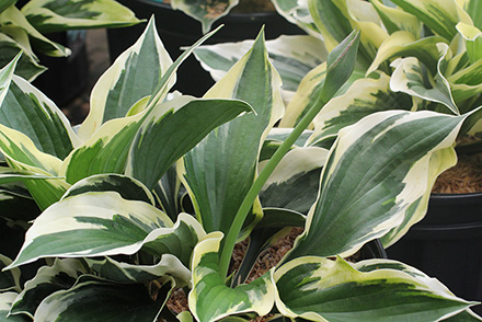 Hosta Patriot