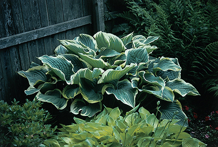 Hosta Sagae