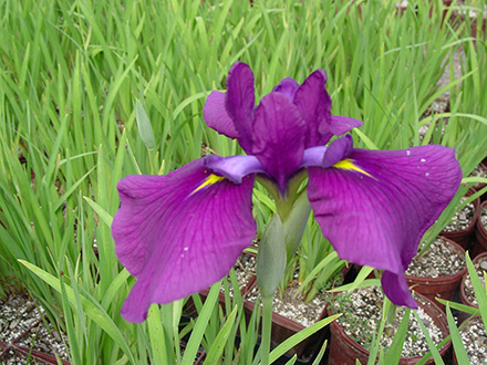 Iris Sensation