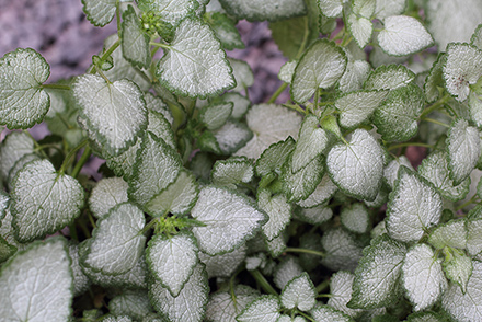 Lamium White Nancy