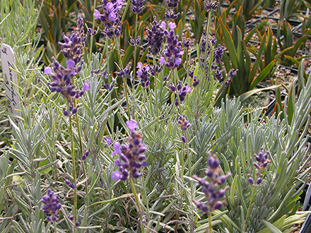 Lavender Hidcote