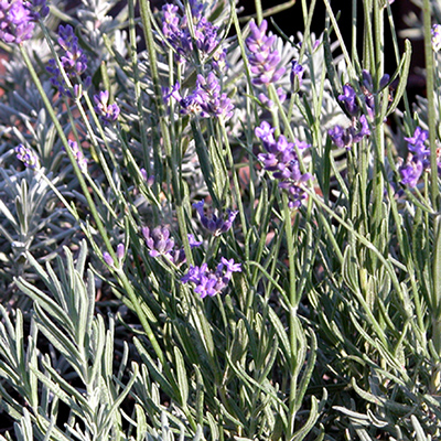 Munstead Lavender