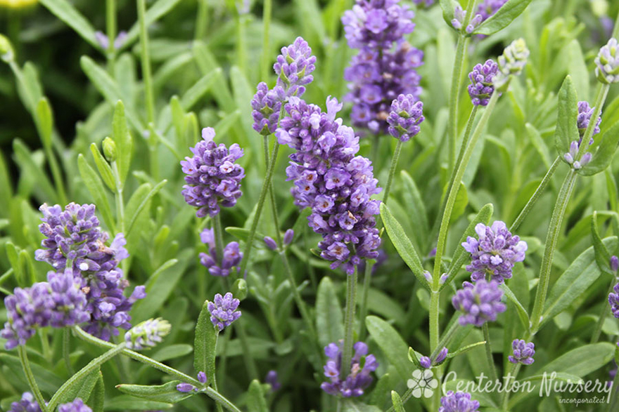 Lavender Mini Blue