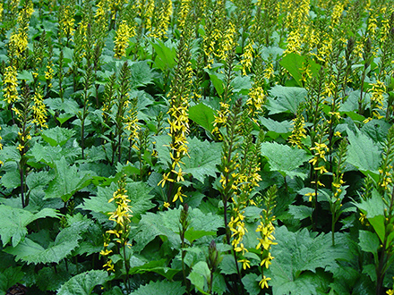 Ligularia Little Rocket