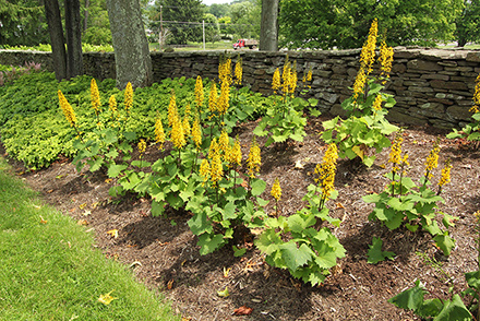 The Rocket Ligularia