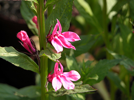 Flamingo Lobelia