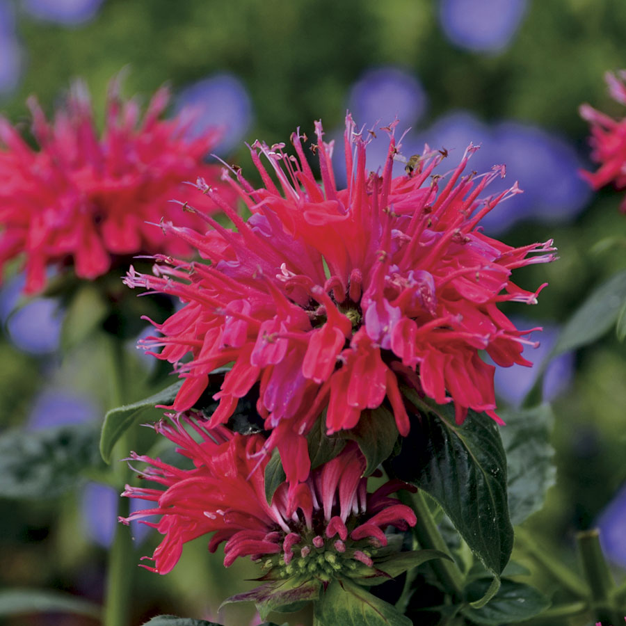 Bee Balm Cherry Pops