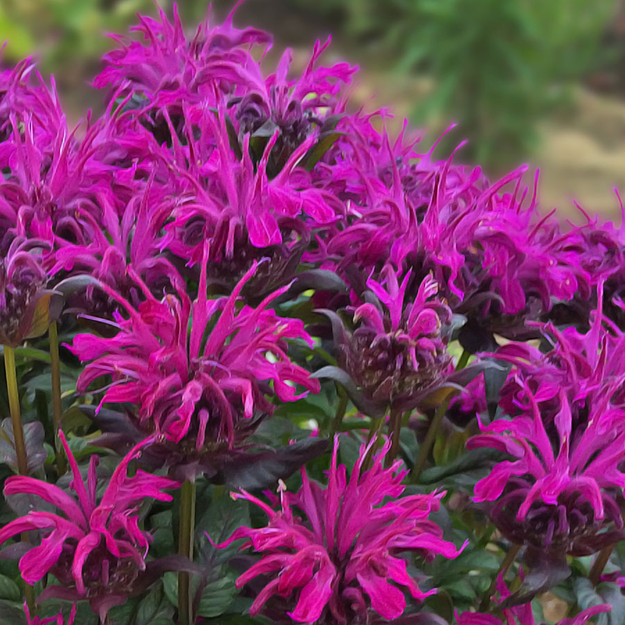 Bee Balm Rockin' Raspberry