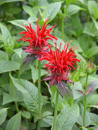 Bee Balm Jacob Cline