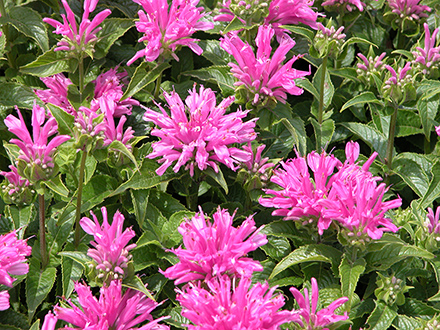 Monarda 'Petite Delight' 