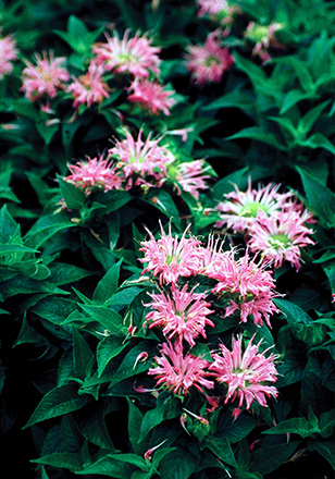 Bee Balm Petite Wonder