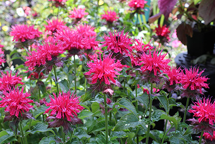 Pink Supreme Bee Balm