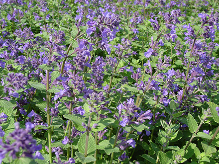 Nepeta Blue Wonder