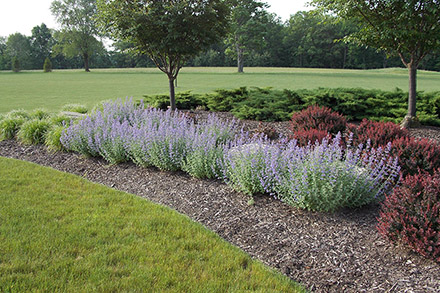 Walker's Low Nepeta